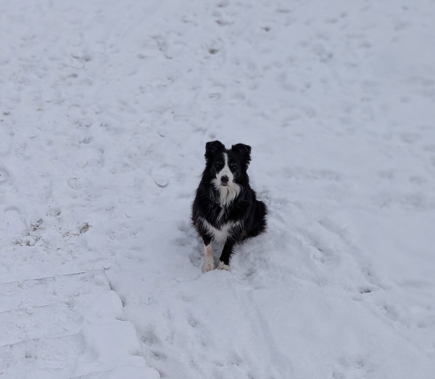 Black and white border collie in snow supporting a calm and trusting approach