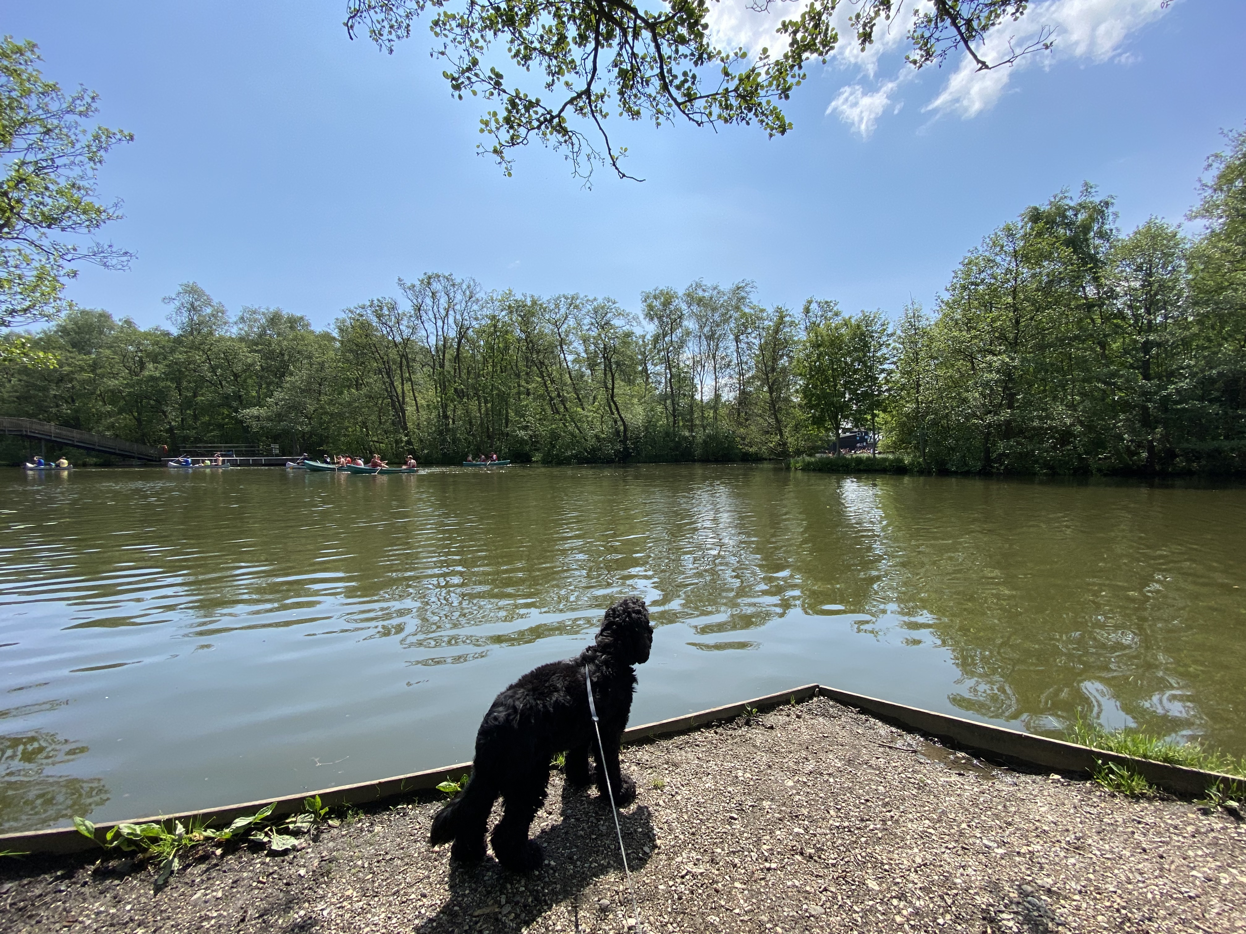 Black cocker spaniel near water representing enrichment-focused walks